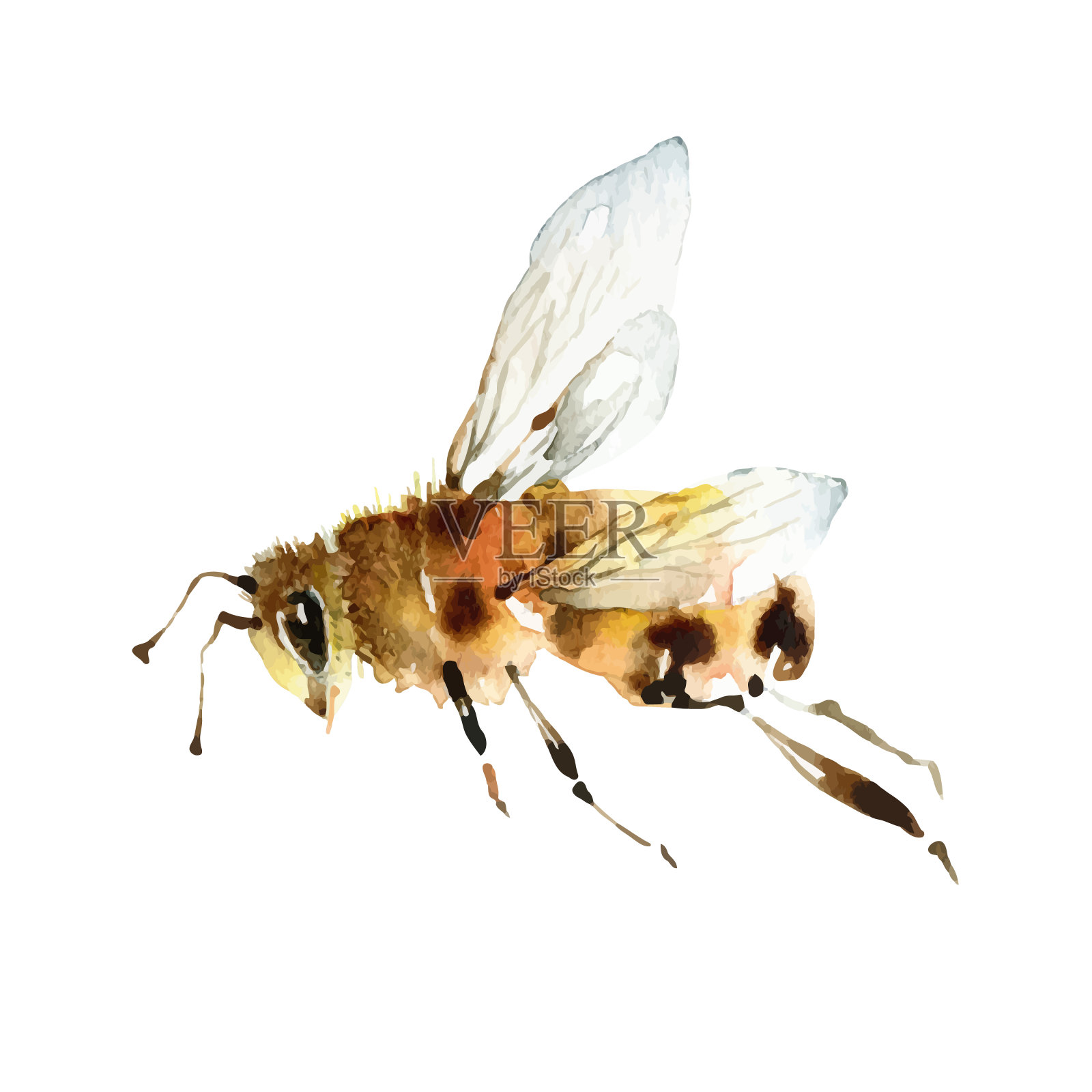 水彩可爱的蜜蜂在白色的背景插画图片素材