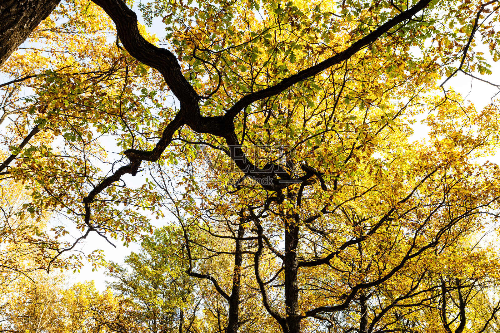 橡树的树枝和橡树的黄色树冠照片摄影图片