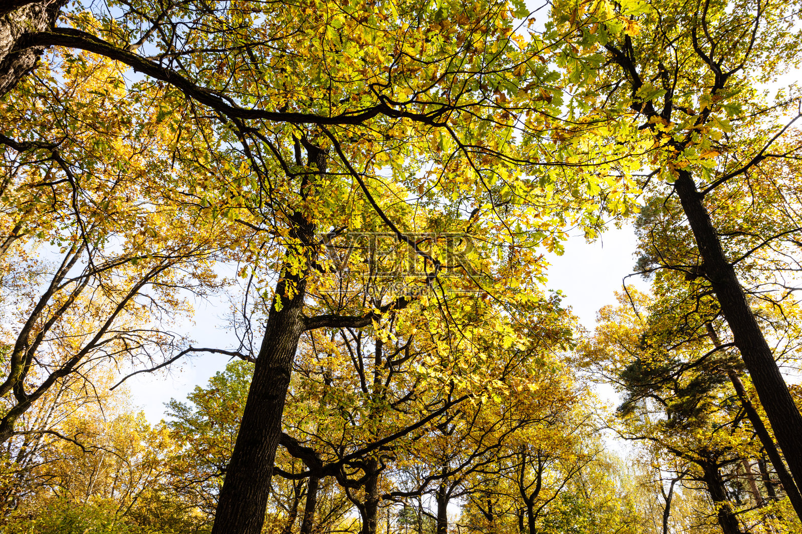 秋天城市公园里橡树的黄色树冠照片摄影图片