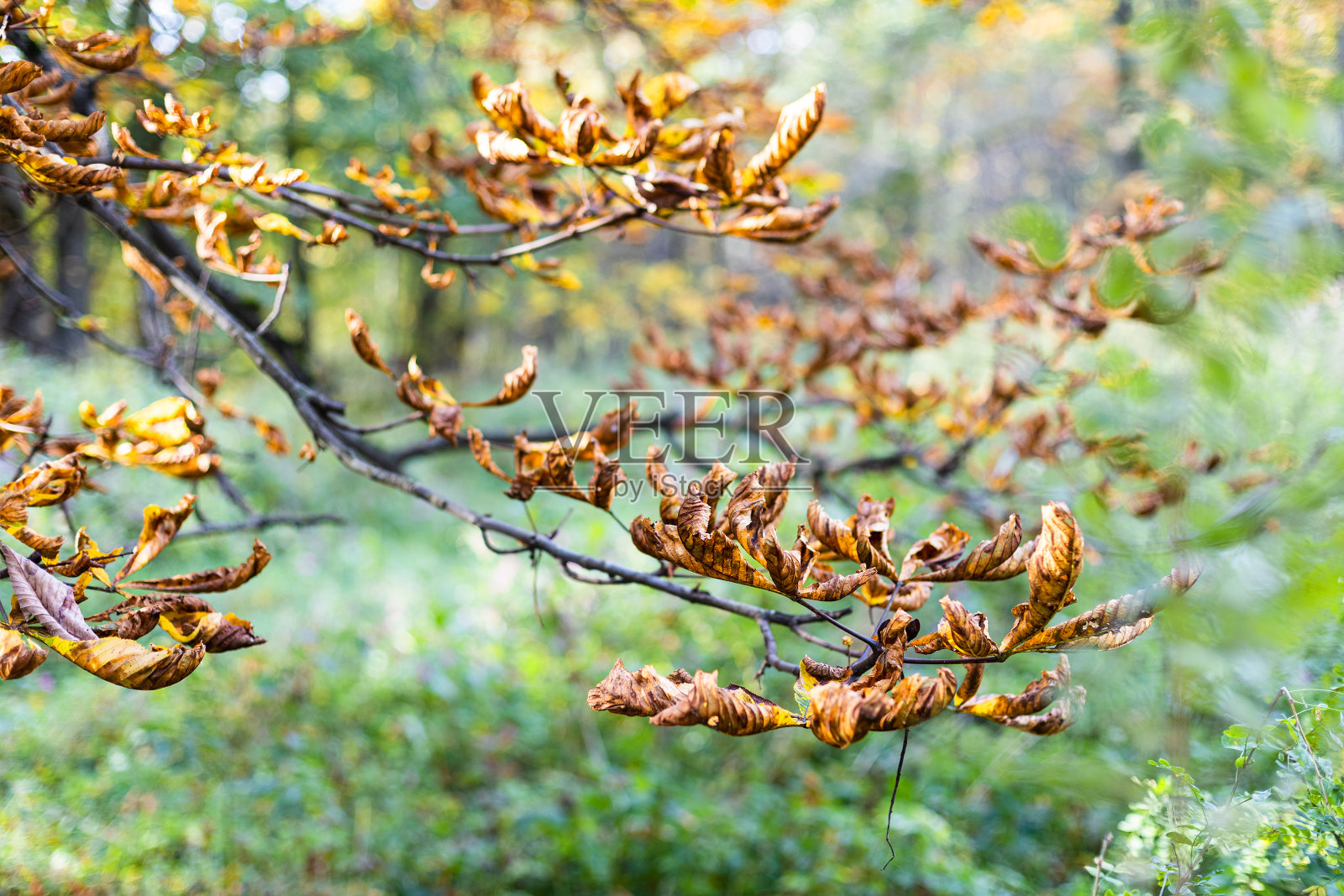七叶树枝干上的叶子照片摄影图片