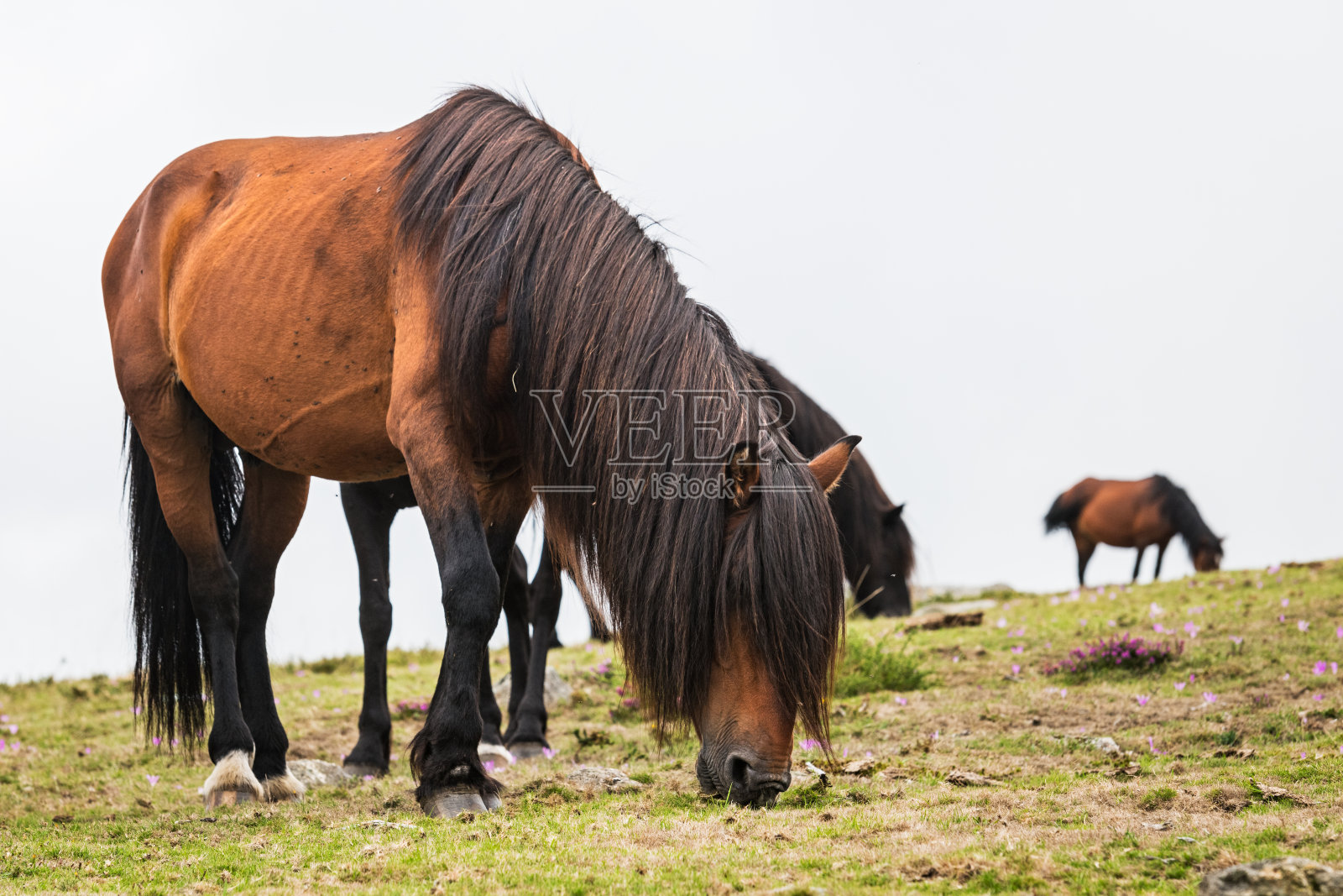 加利西亚的野马照片摄影图片