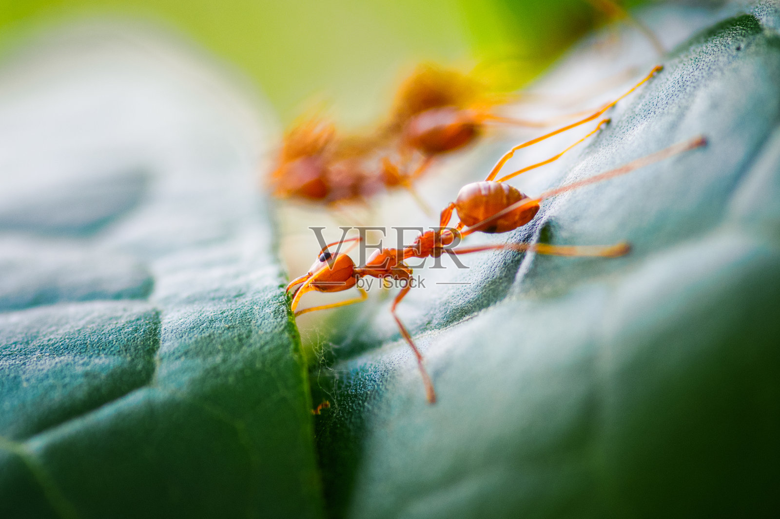 近距离红色蚂蚁用树叶制作筑巢箱。照片摄影图片
