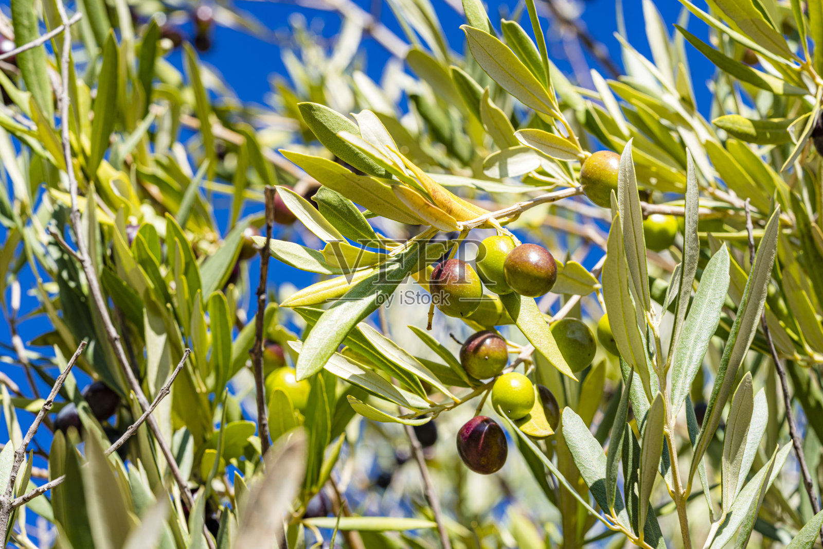 橄榄树里的橄榄照片摄影图片