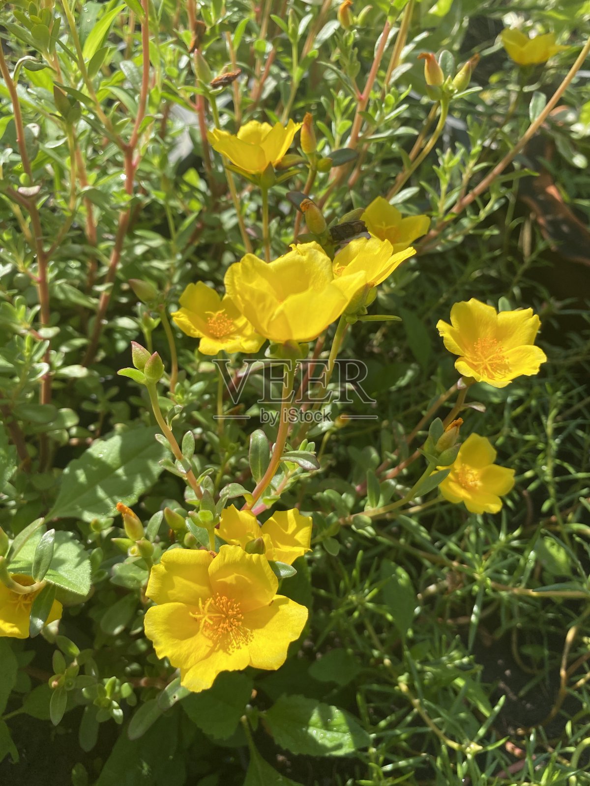 黄马齿苋花在自然花园照片摄影图片