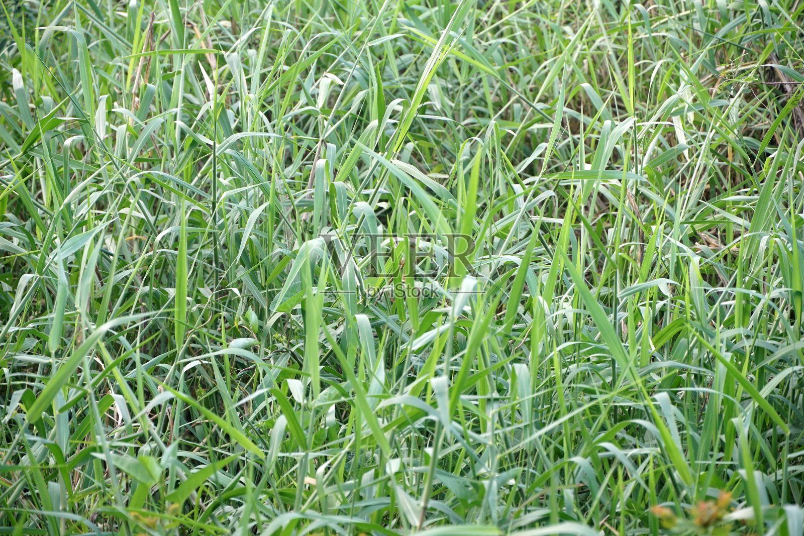清新的绿草在大自然的花园里照片摄影图片