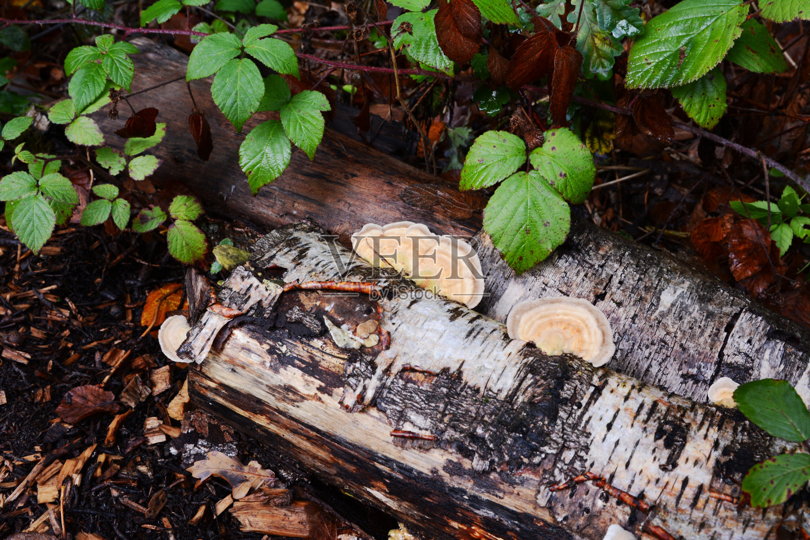 在一根腐烂的白桦原木边上生长的支架真菌照片摄影图片