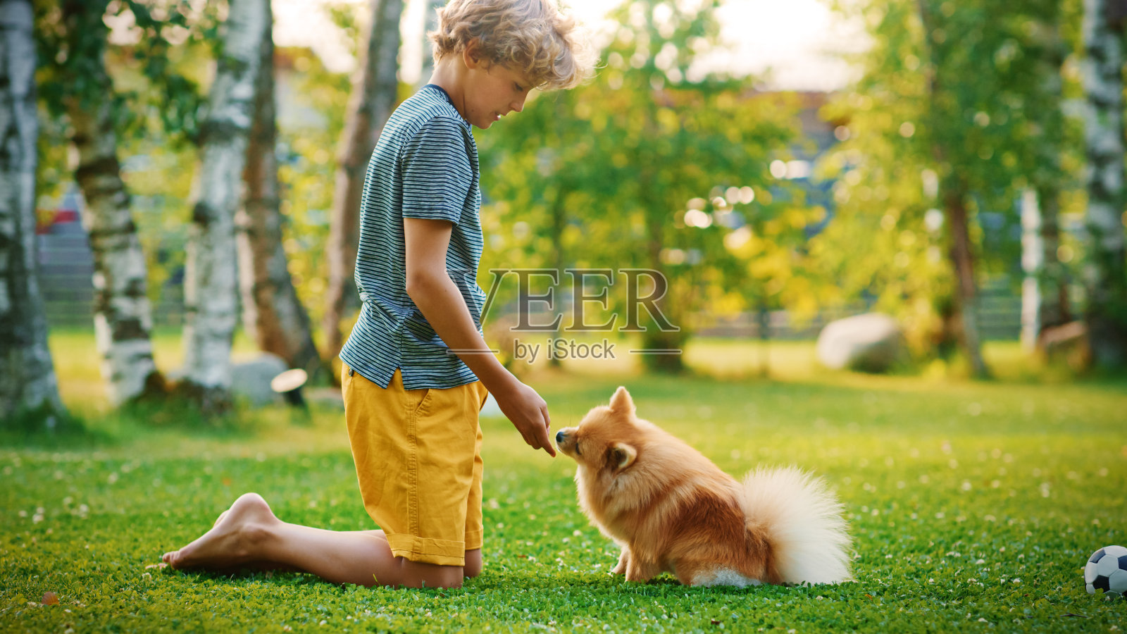 小男孩在后院和可爱的博美犬玩耍。他喂零食和宠物他最好的小朋友有趣的毛茸茸的狗。晴朗的夏日在郊区的房子。照片摄影图片