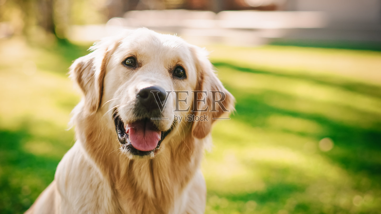 忠诚的金毛猎犬坐在后院的绿色草坪上，看着镜头。顶级品质犬种纯种标本展示了它的聪明，可爱，高贵的美丽。彩色肖像拍摄照片摄影图片