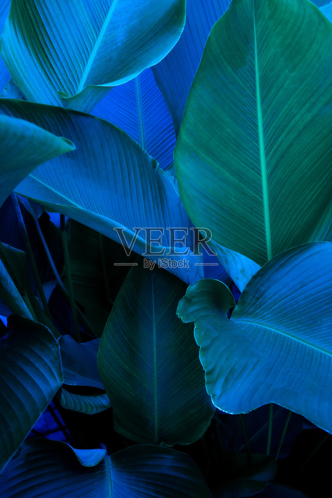 热带树叶背景的特写自然视图照片摄影图片