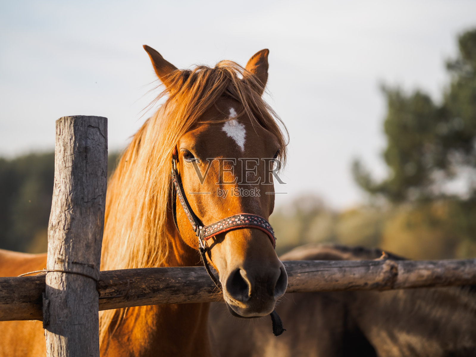 在露天鸟舍里的一匹纯种马的肖像照片摄影图片