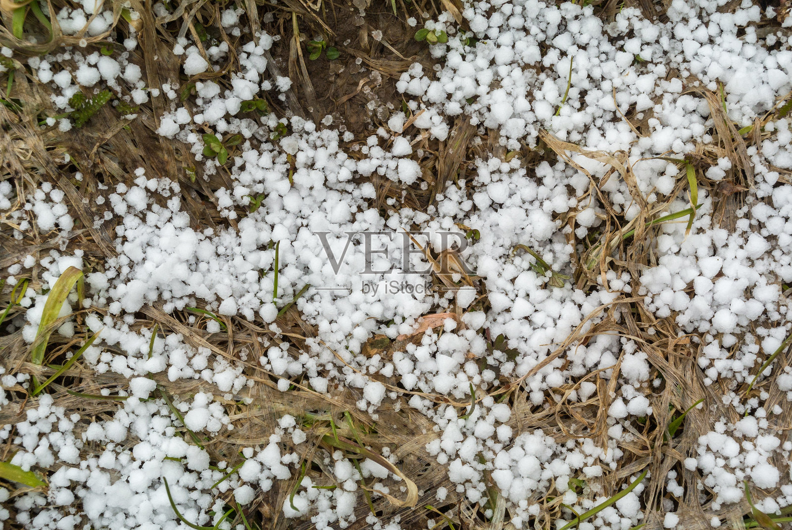 第一次雪花在枯黄的草地上特写照片摄影图片