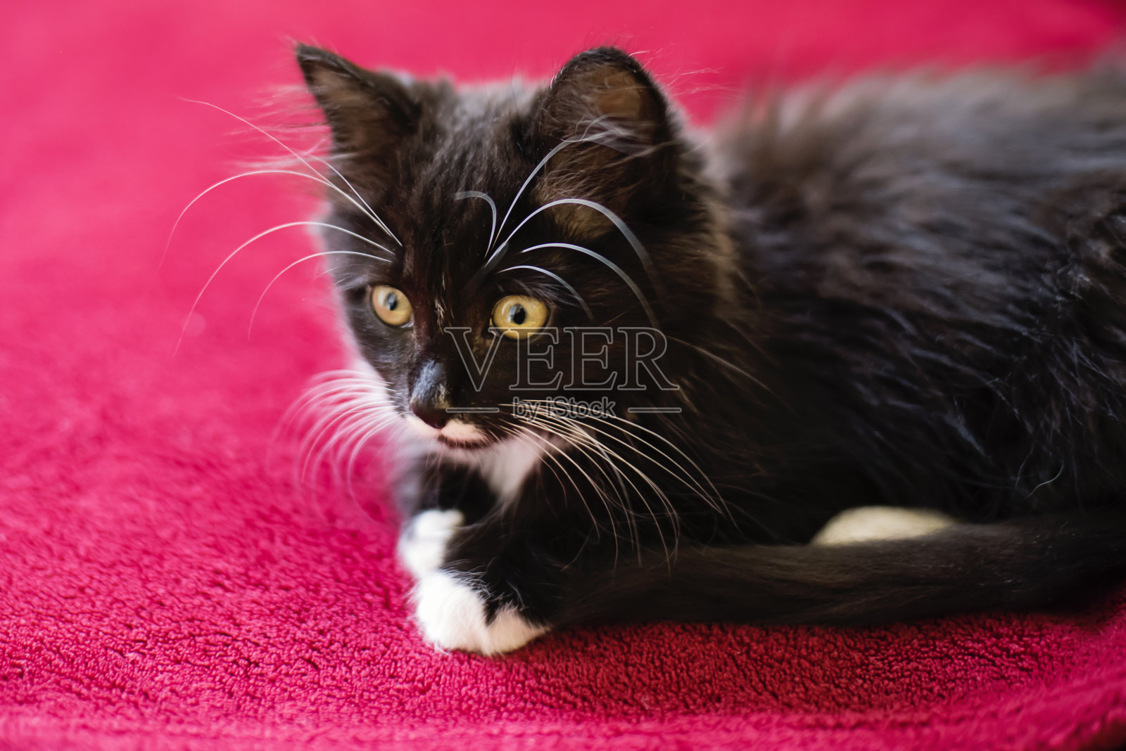 可爱的3个月小猫躺在粉红色的毯子上。照片摄影图片