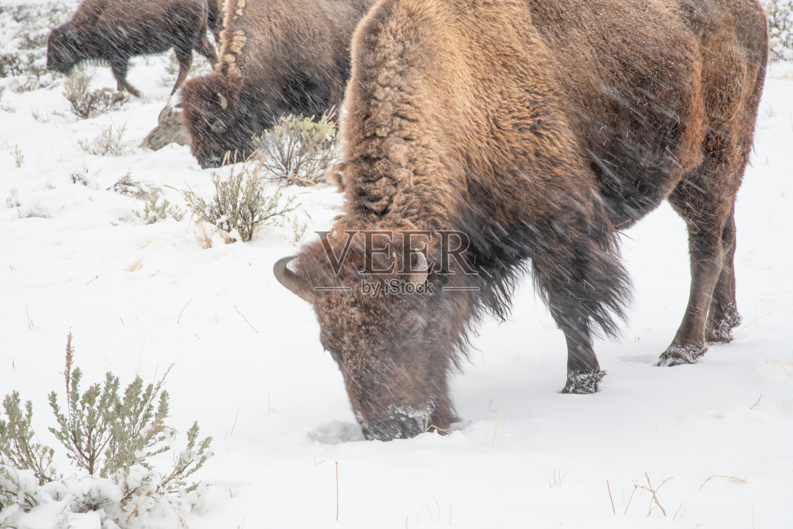 野牛在白雪覆盖的地面上吃草照片摄影图片