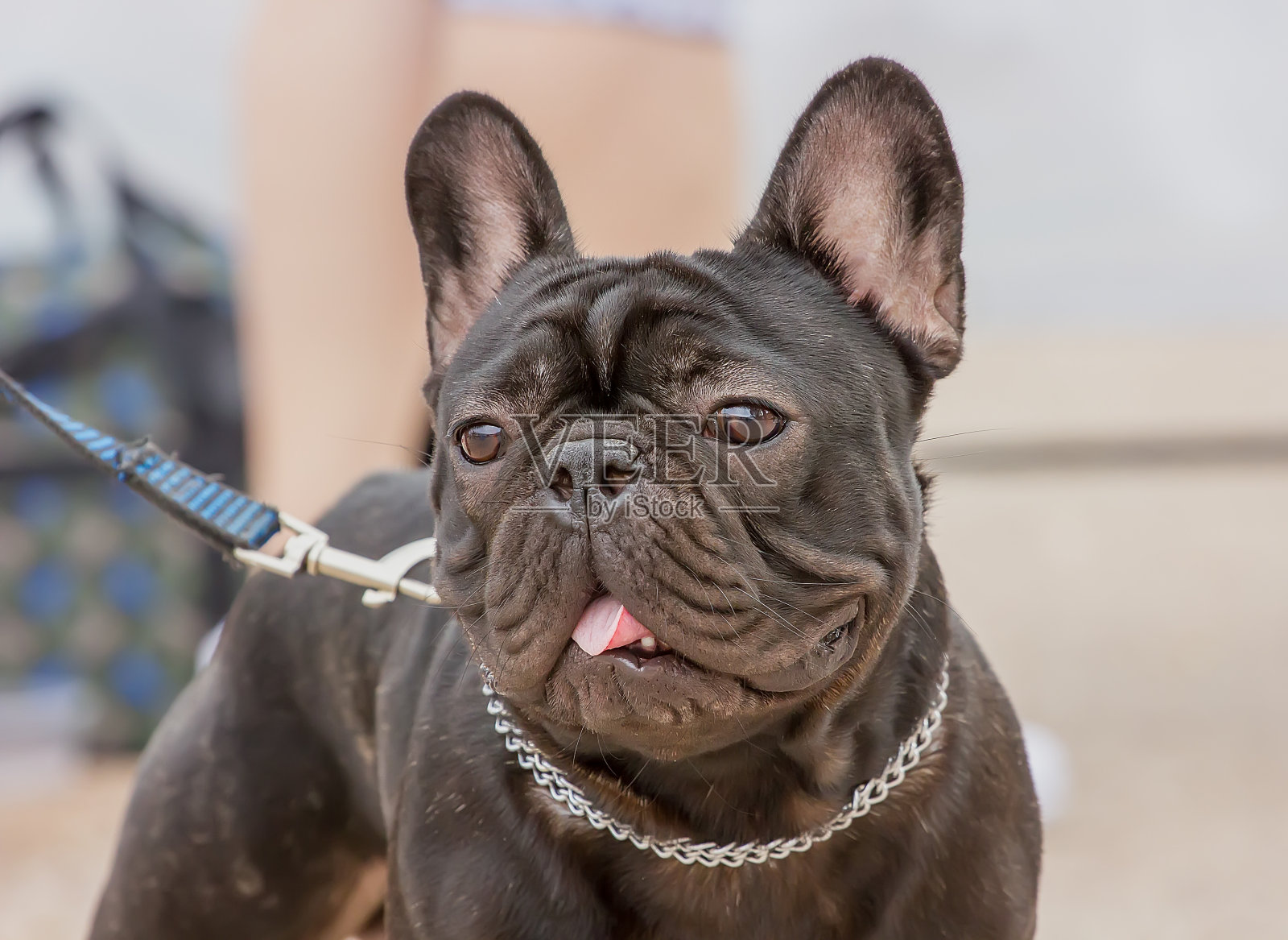 狗品种法国斗牛犬与表情表情看起来相机照片摄影图片