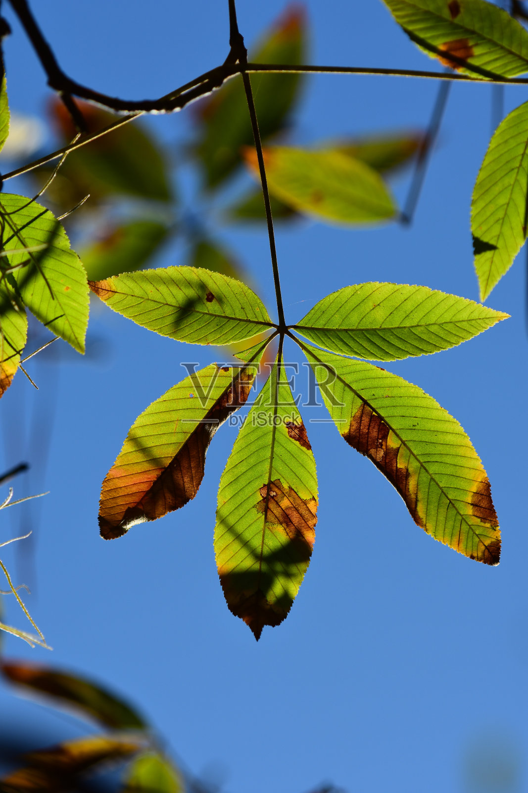 秋天山核桃五叶簇从下面看与蓝天的背景照片摄影图片
