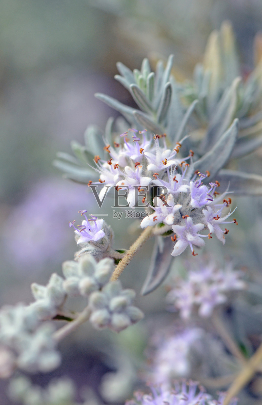 一种澳大利亚本土灌木，唇形科，花紫色，叶灰色。又称紫砂鼠尾草。照片摄影图片