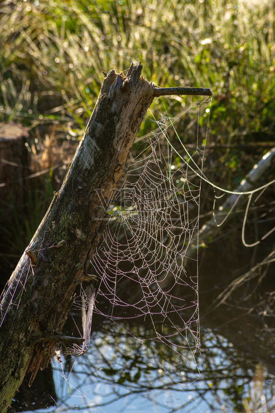 蜘蛛网枯死的树干照片摄影图片