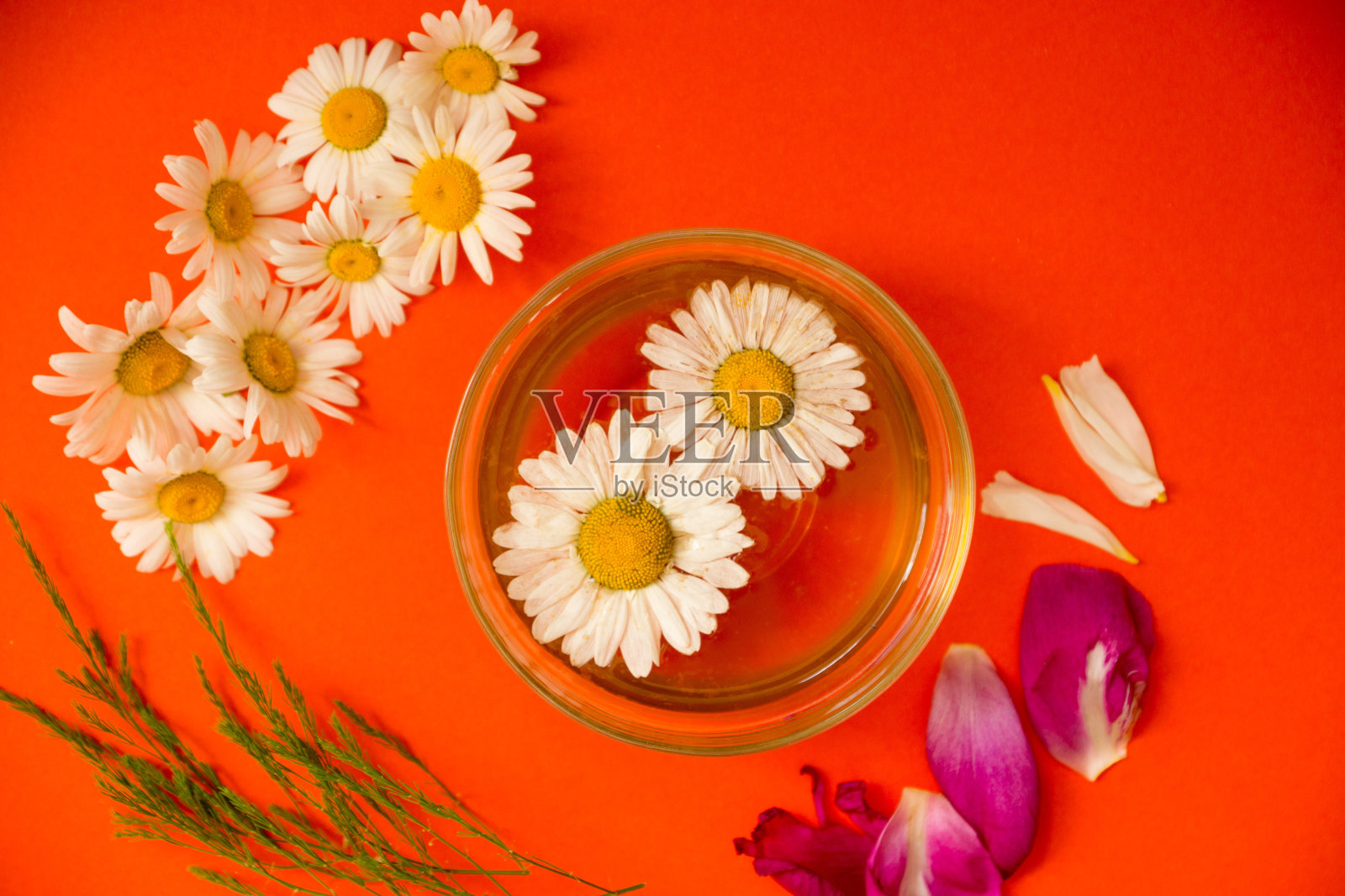 关于健康饮料主题的概念。雏菊的茶，在橙色的背景上散布着鲜花照片摄影图片