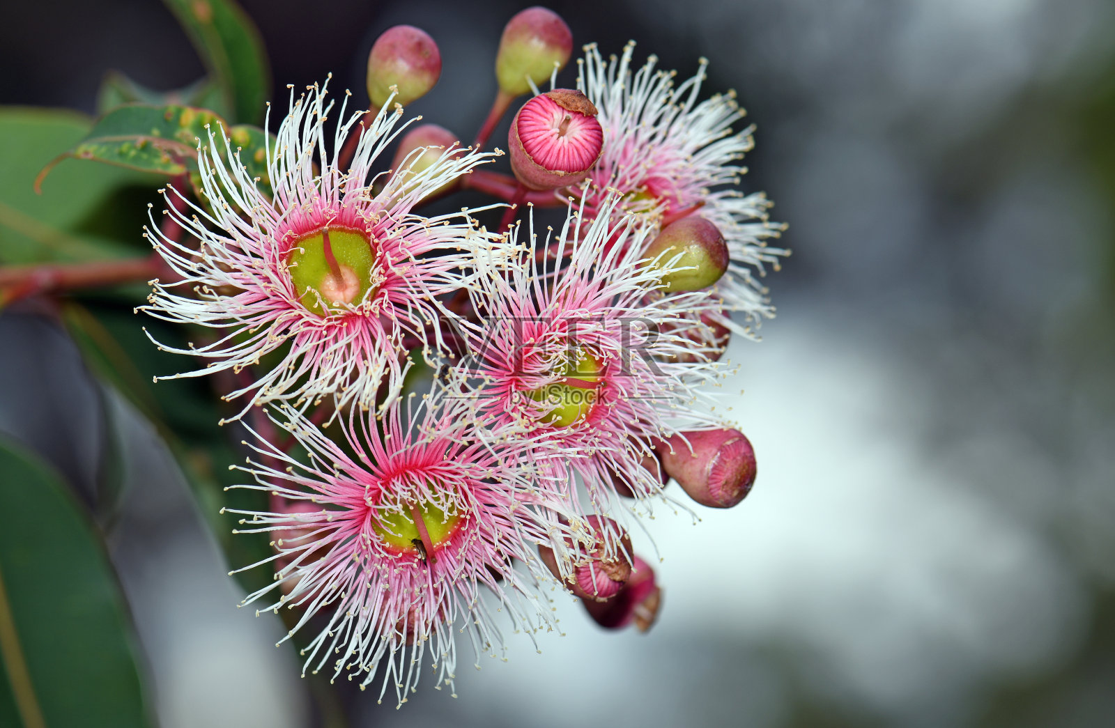 粉色和白色的花朵和花蕾，澳大利亚本土的伞草，桃金娘科照片摄影图片
