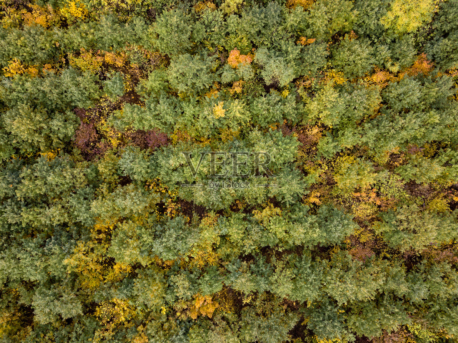 无人机从森林种植园上方的小树鸟瞰图。照片摄影图片