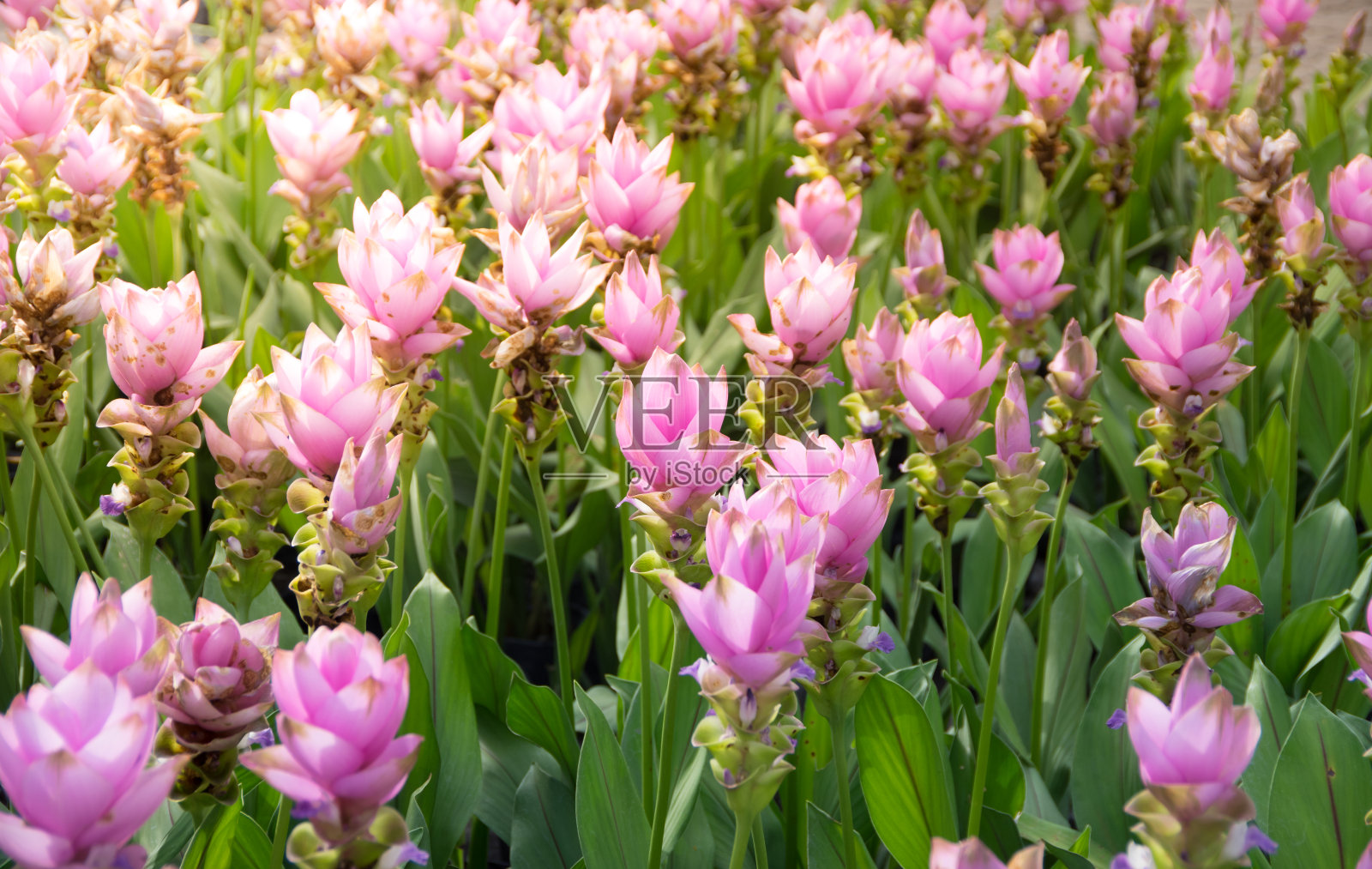 暹罗郁金香花在花园里，自然背景。照片摄影图片