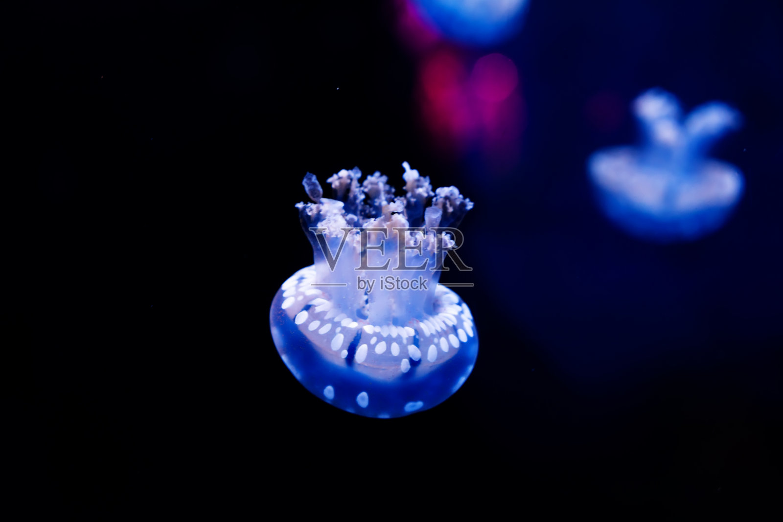 发光的水母漂浮在海洋中照片摄影图片