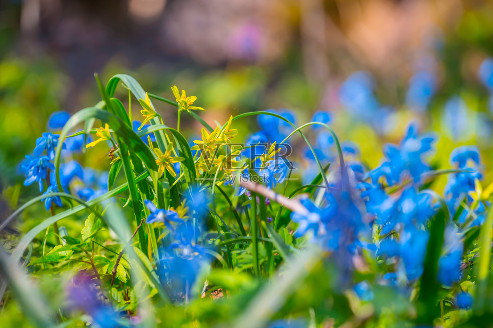 美丽的春天花朵特写照片摄影图片