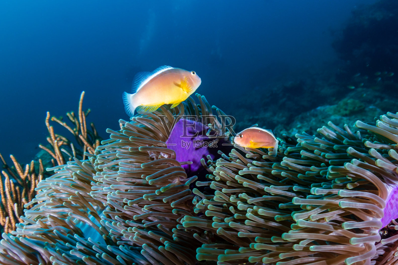 栖息在珊瑚礁的海葵中的臭鼬小丑鱼家族照片摄影图片
