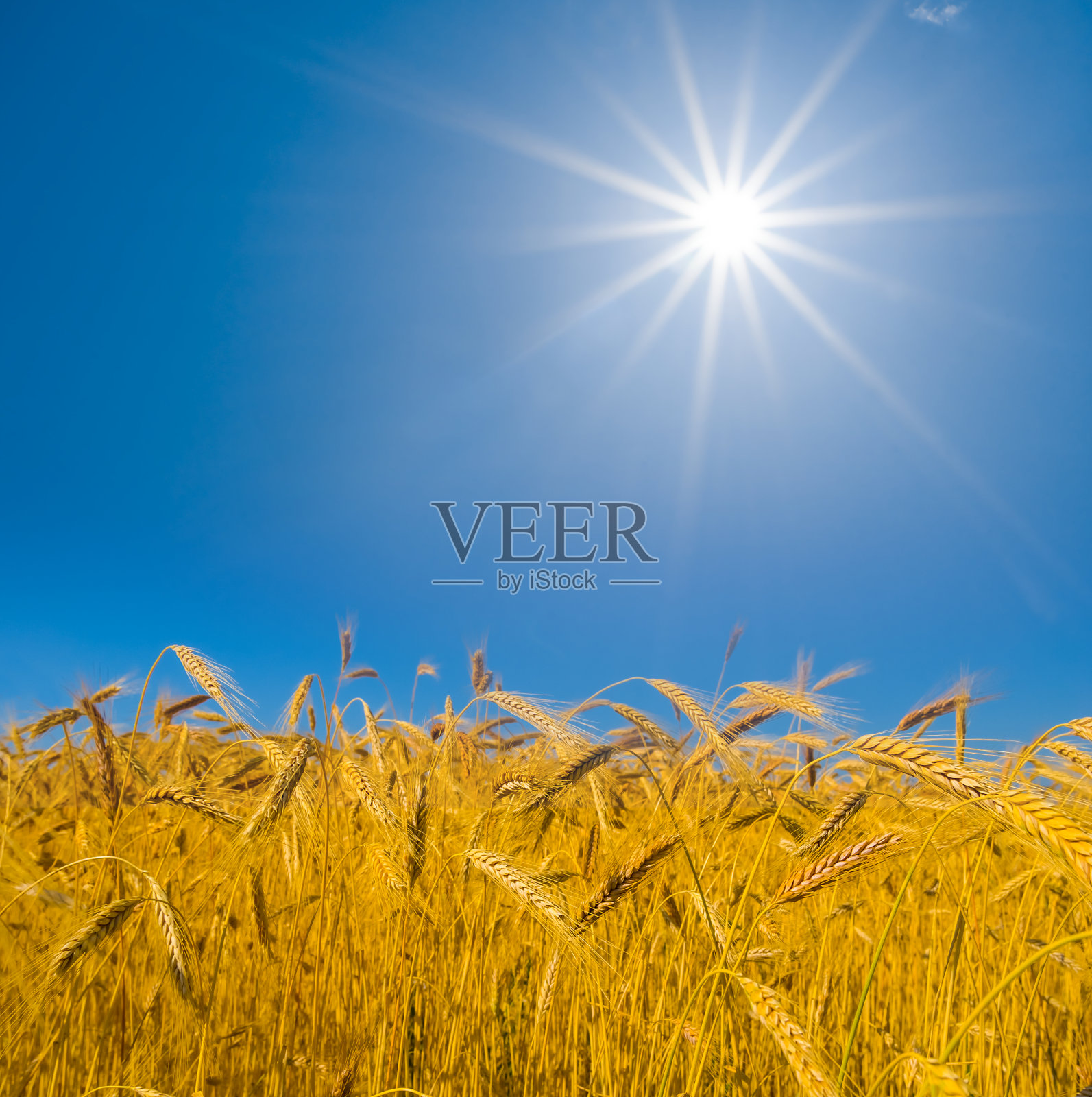 特写金色的麦田下闪耀的阳光，夏天的农业景象照片摄影图片