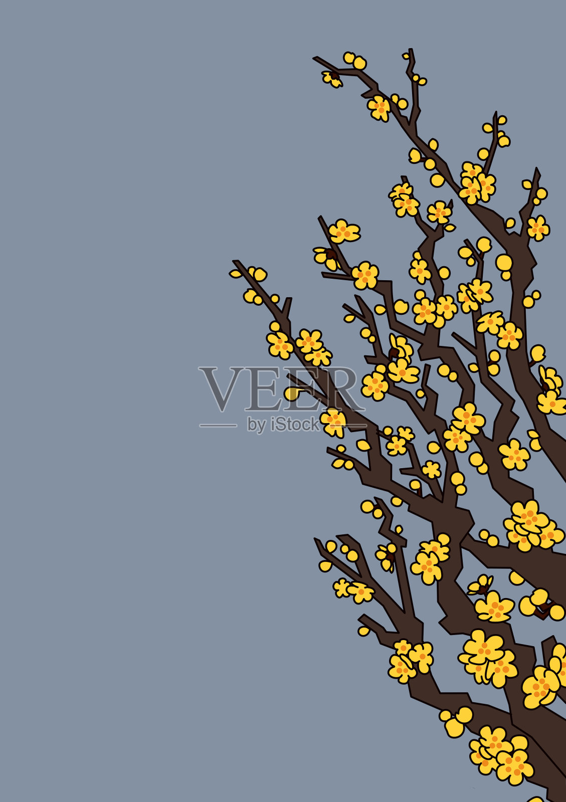 梅花(Chimonanthus praecox)插图插画图片素材