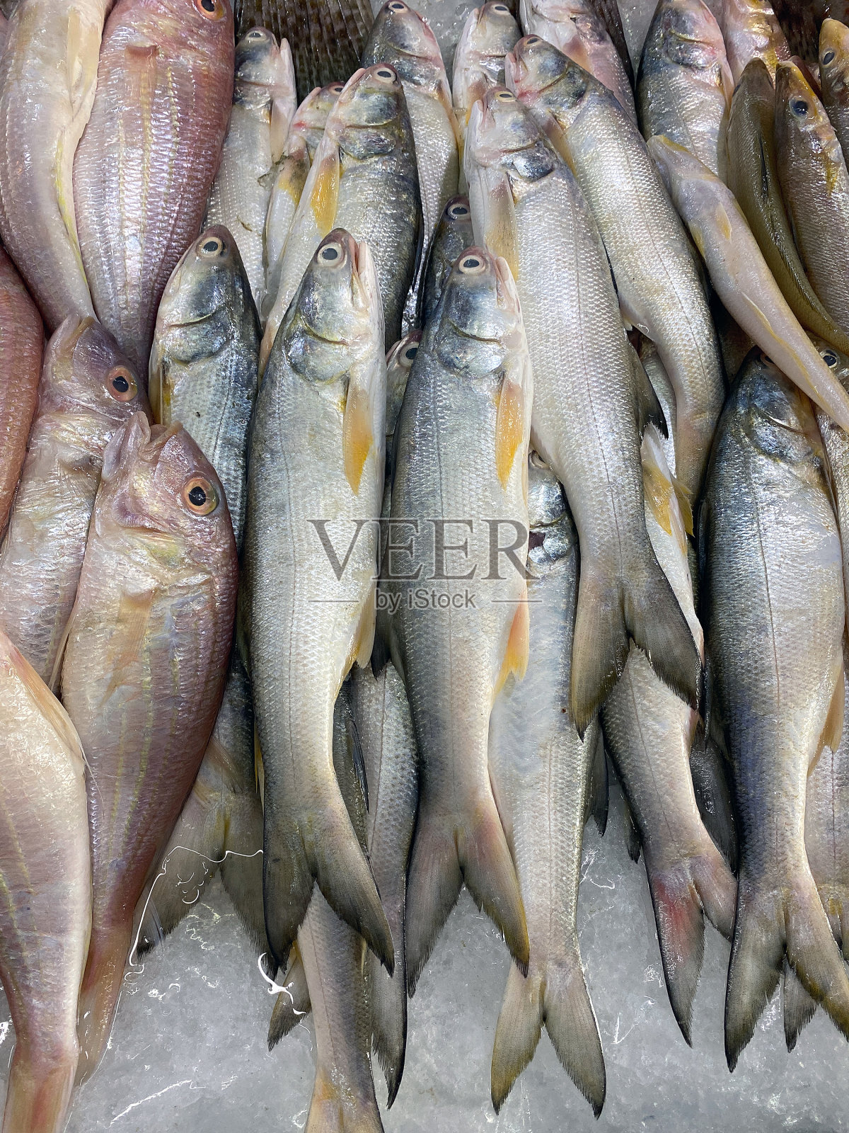 特写泰国市场的鲜鱼照片摄影图片
