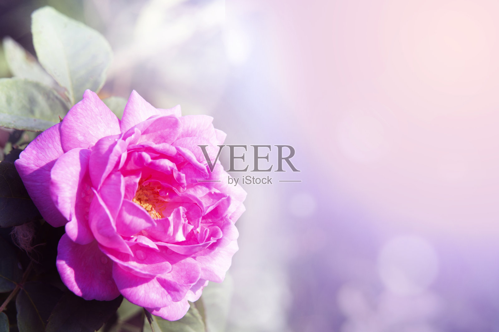 美丽的粉红色玫瑰的特写在明亮的灯光下为可爱的背景。照片摄影图片