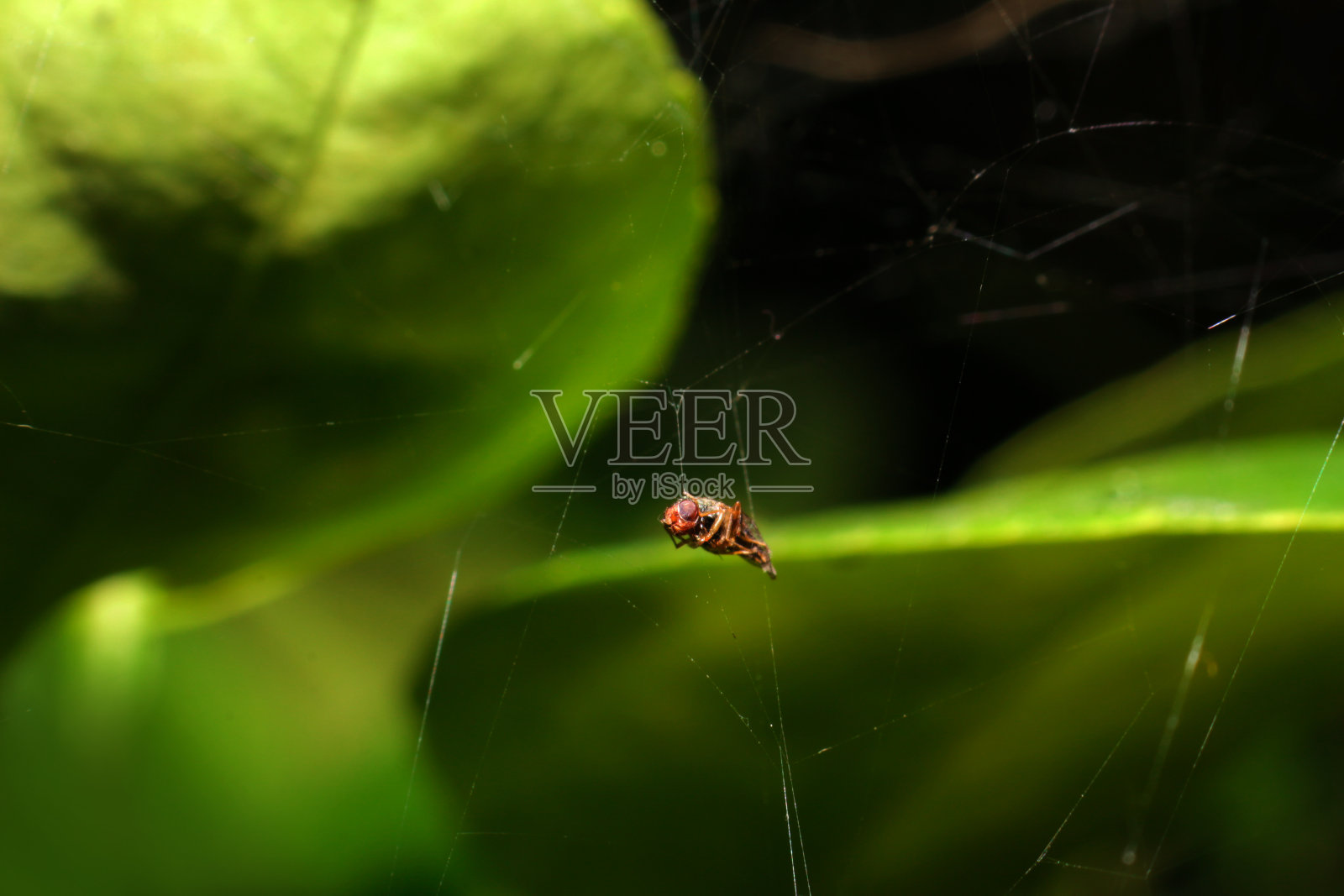 虫钉在蜘蛛的蛛网上，概念受害者食物照片摄影图片