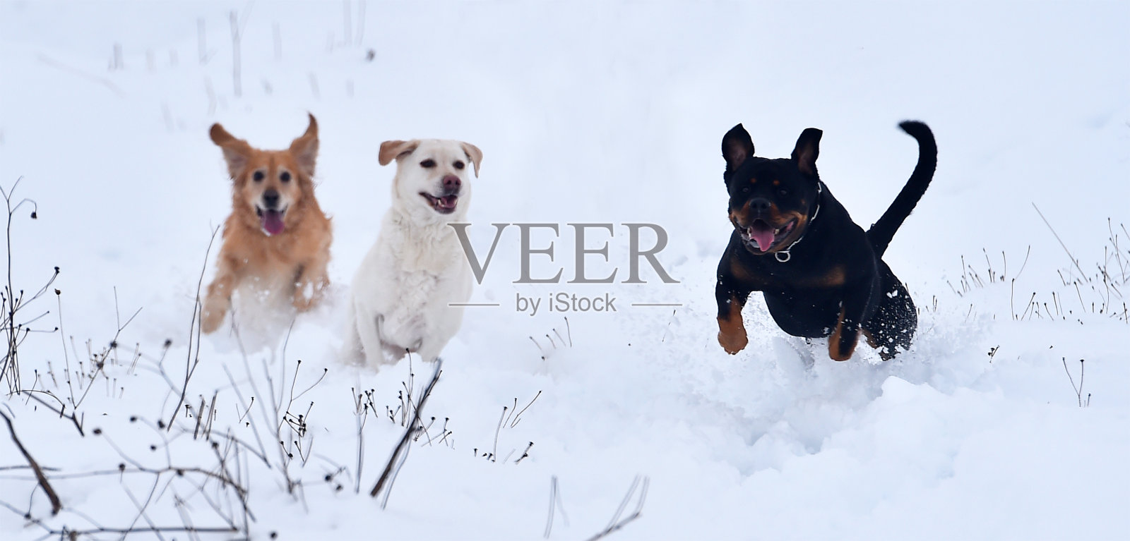 各种各样的狗在雪地里奔跑照片摄影图片