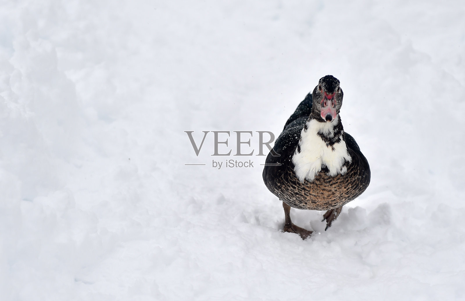 鸭子在雪地里照片摄影图片