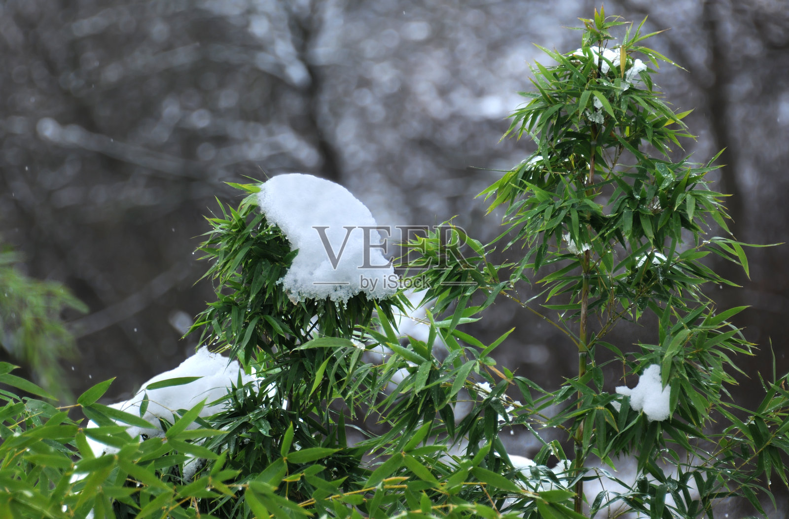 冬天的雪绿色植物照片摄影图片