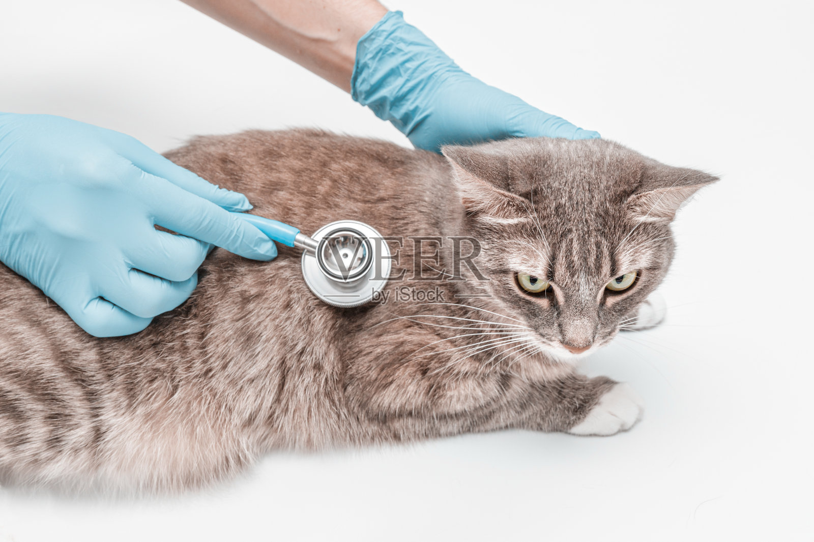 兽医用听诊器分析猫的心率并作出诊断。宠物健康的概念和治疗方法照片摄影图片