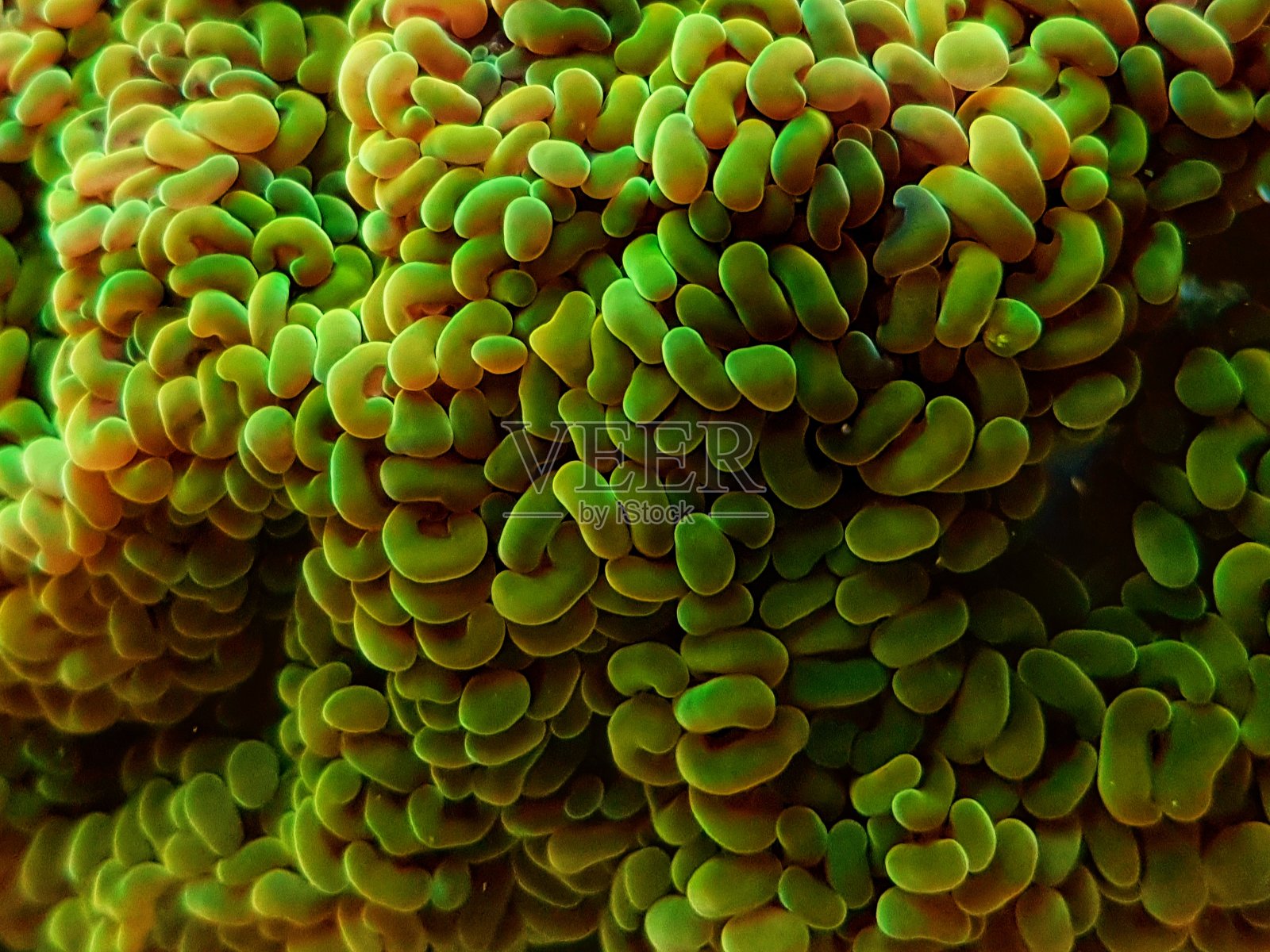 分叉的小锤脂多糖珊瑚照片摄影图片