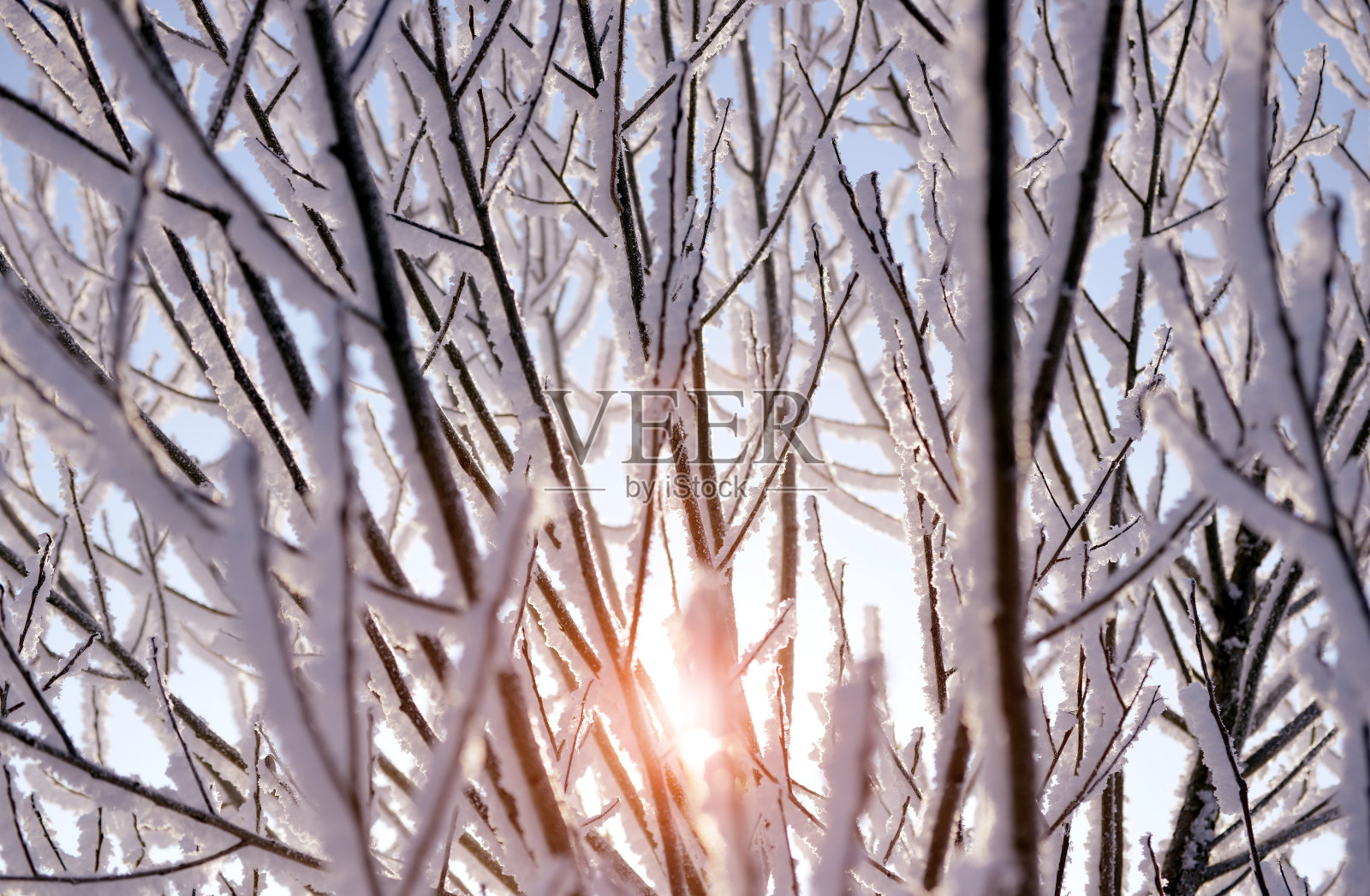 树枝上结霜。照片摄影图片