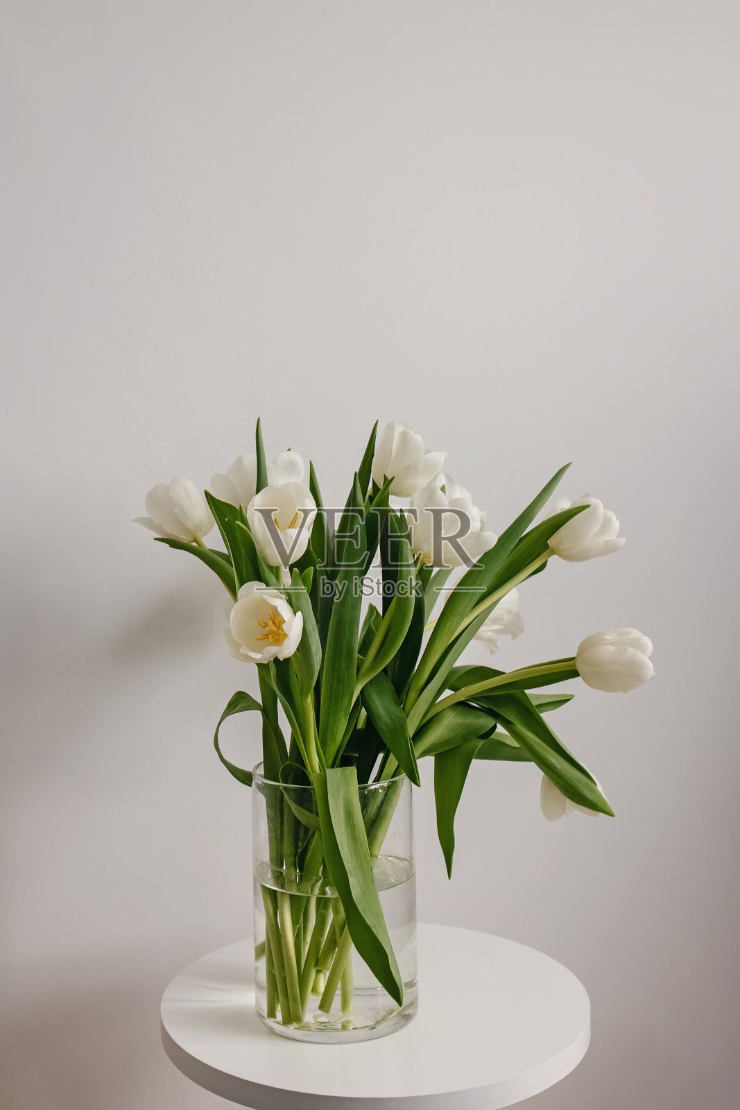 白色的郁金香插在白色的桌子上的玻璃花瓶里。照片摄影图片