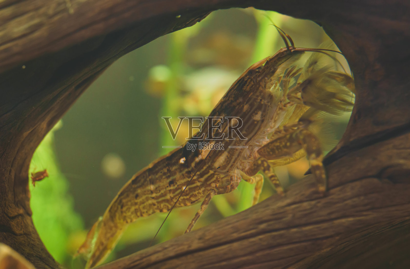 淡水竹虾的特写。Atyopsis moluccensis。照片摄影图片