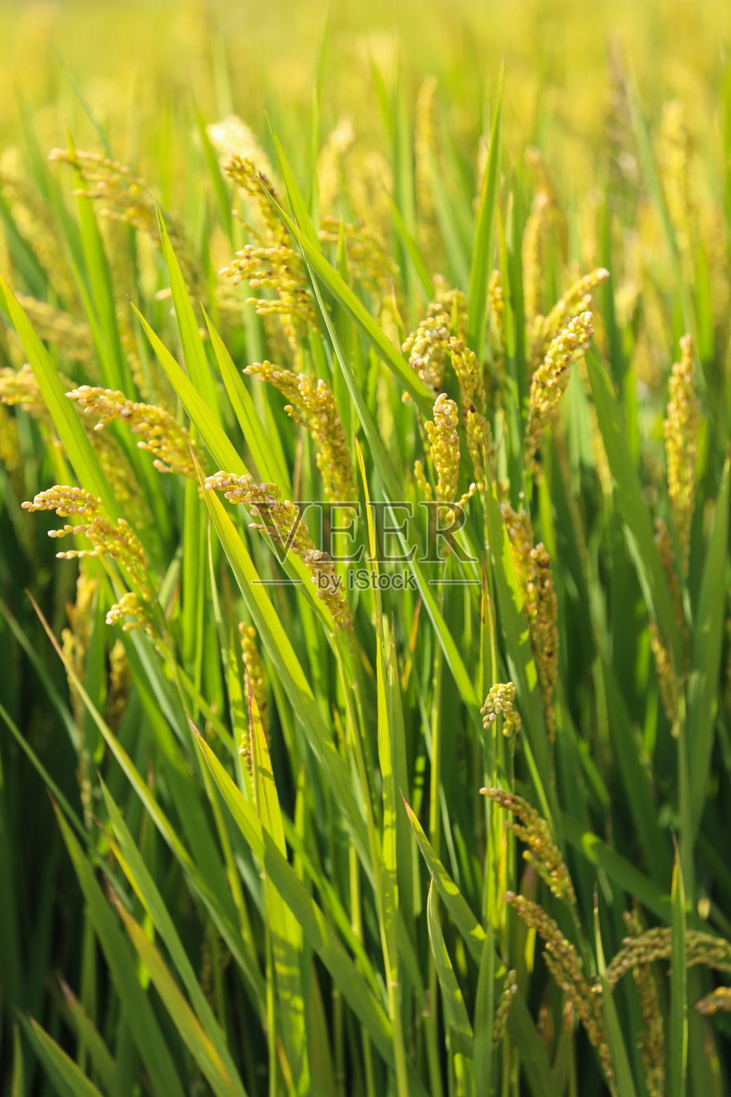 成熟的稻子，在秋天照片摄影图片