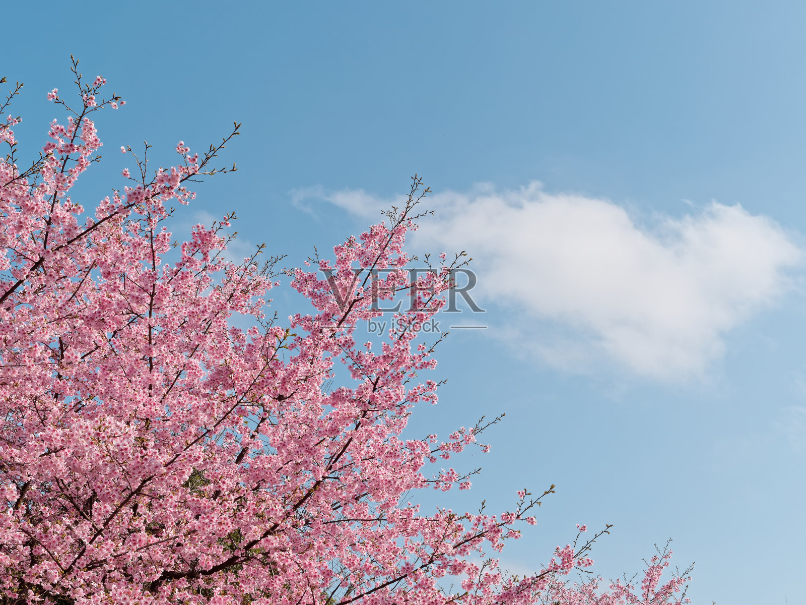 美丽的粉红色樱花孤立与蓝天背景，春花系列。照片摄影图片