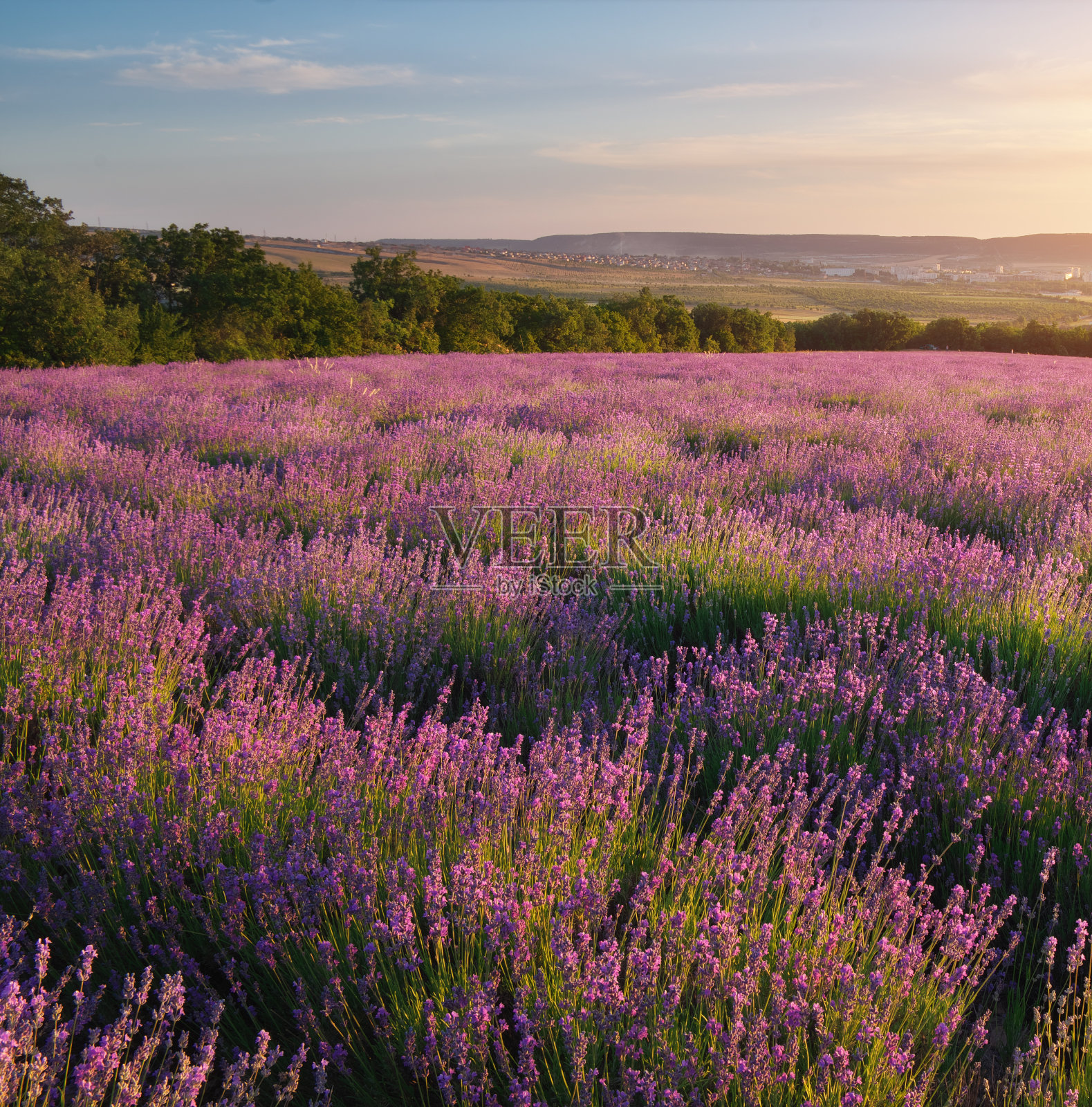 日落时的淡紫色草地。照片摄影图片
