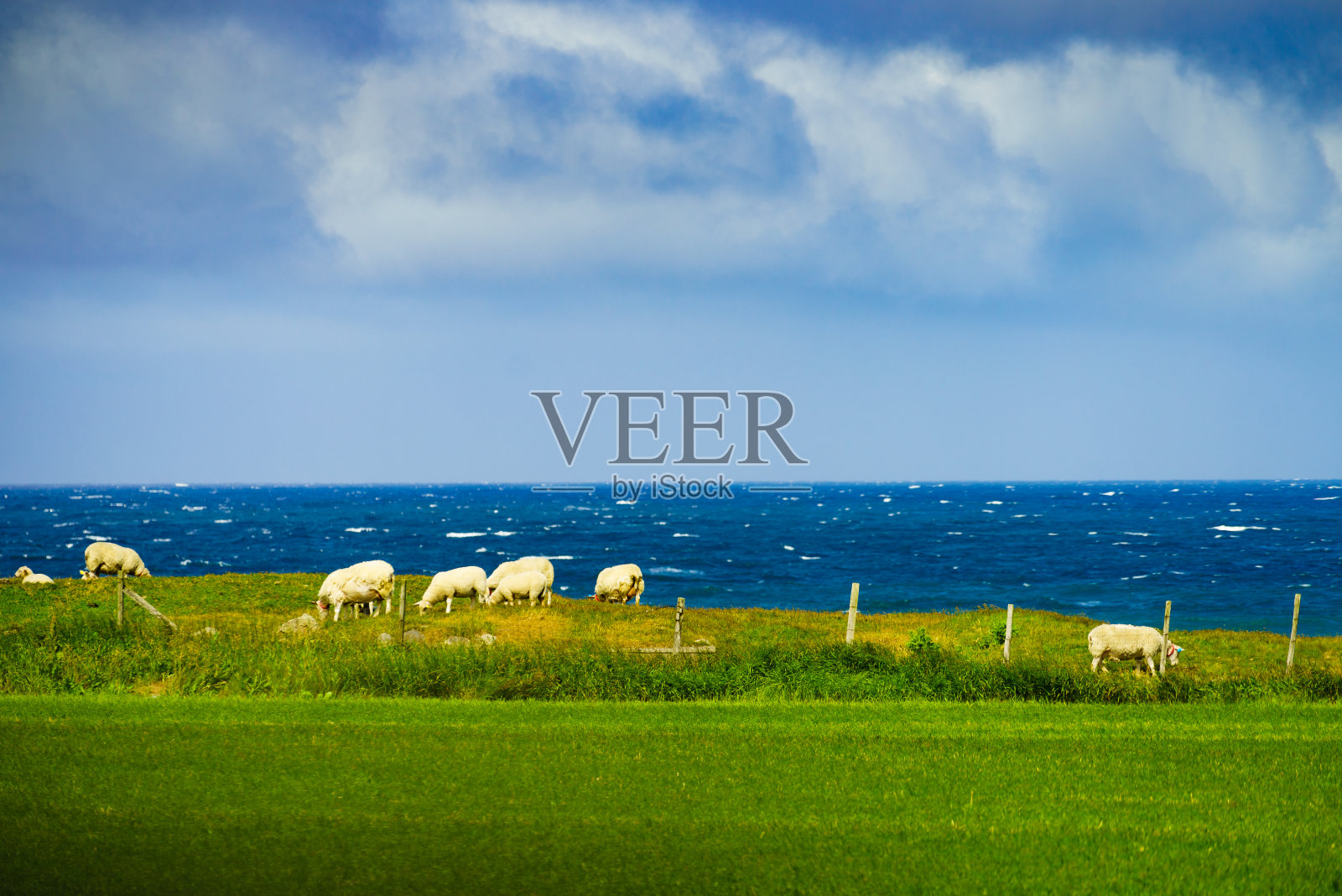 挪威草地上的羊群照片摄影图片