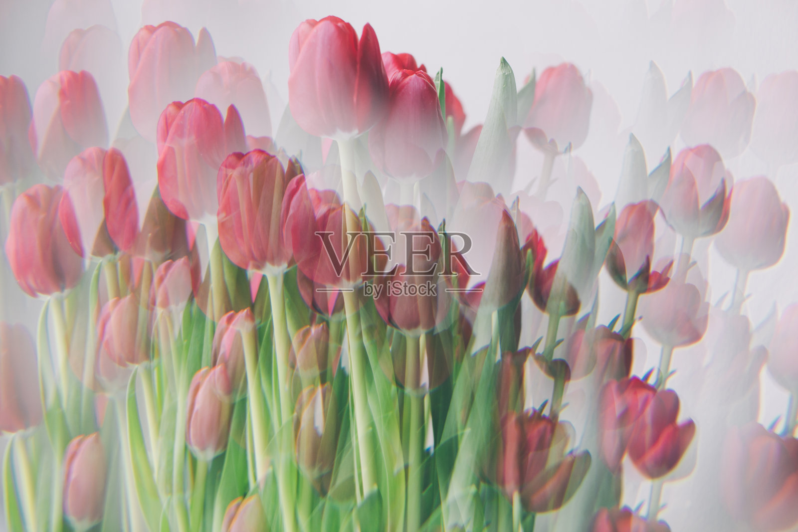 白色背景上的一束郁金香。花卉的明信片。抽象的花朵背景照片摄影图片