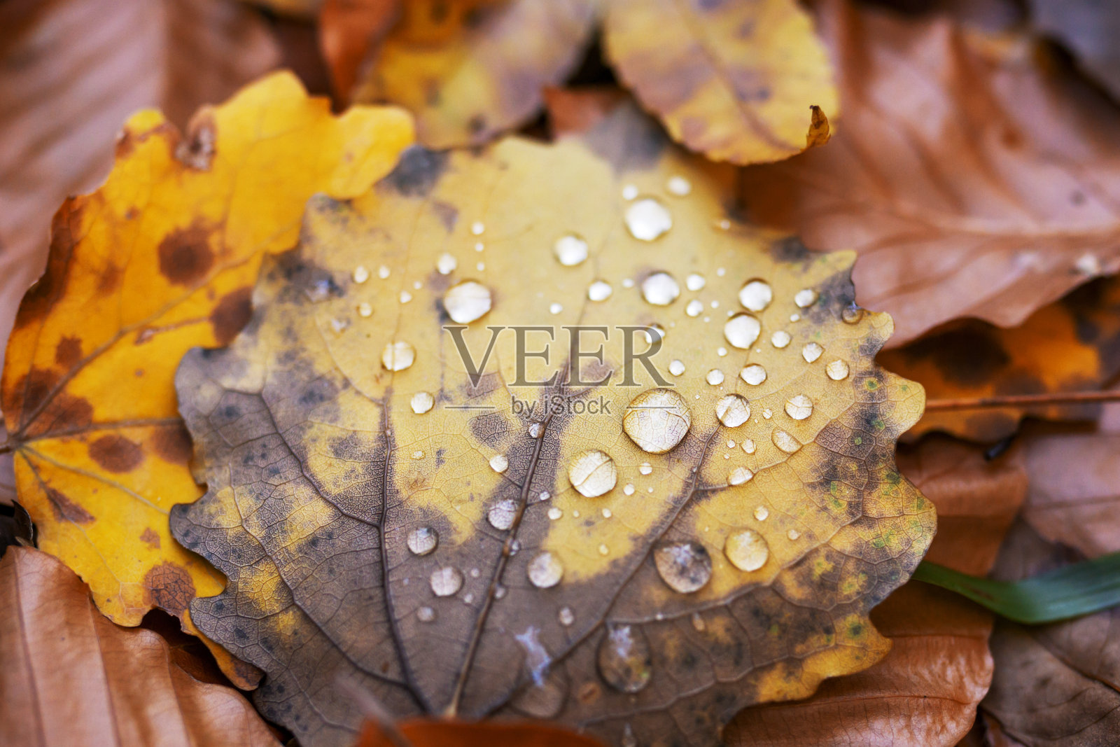 美丽的透明的雨水滴在秋天的黄叶上。自然背景上的叶子纹理照片摄影图片