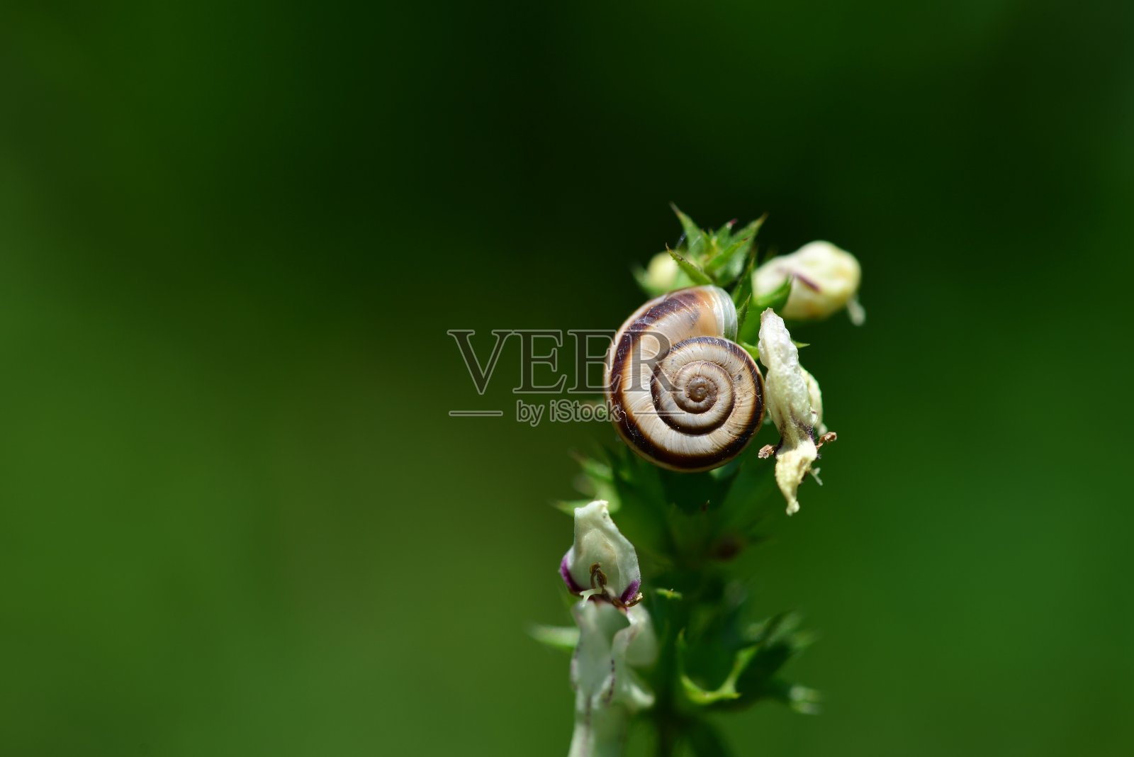 一个蜗牛壳附在开花植物顶端的特写。照片摄影图片