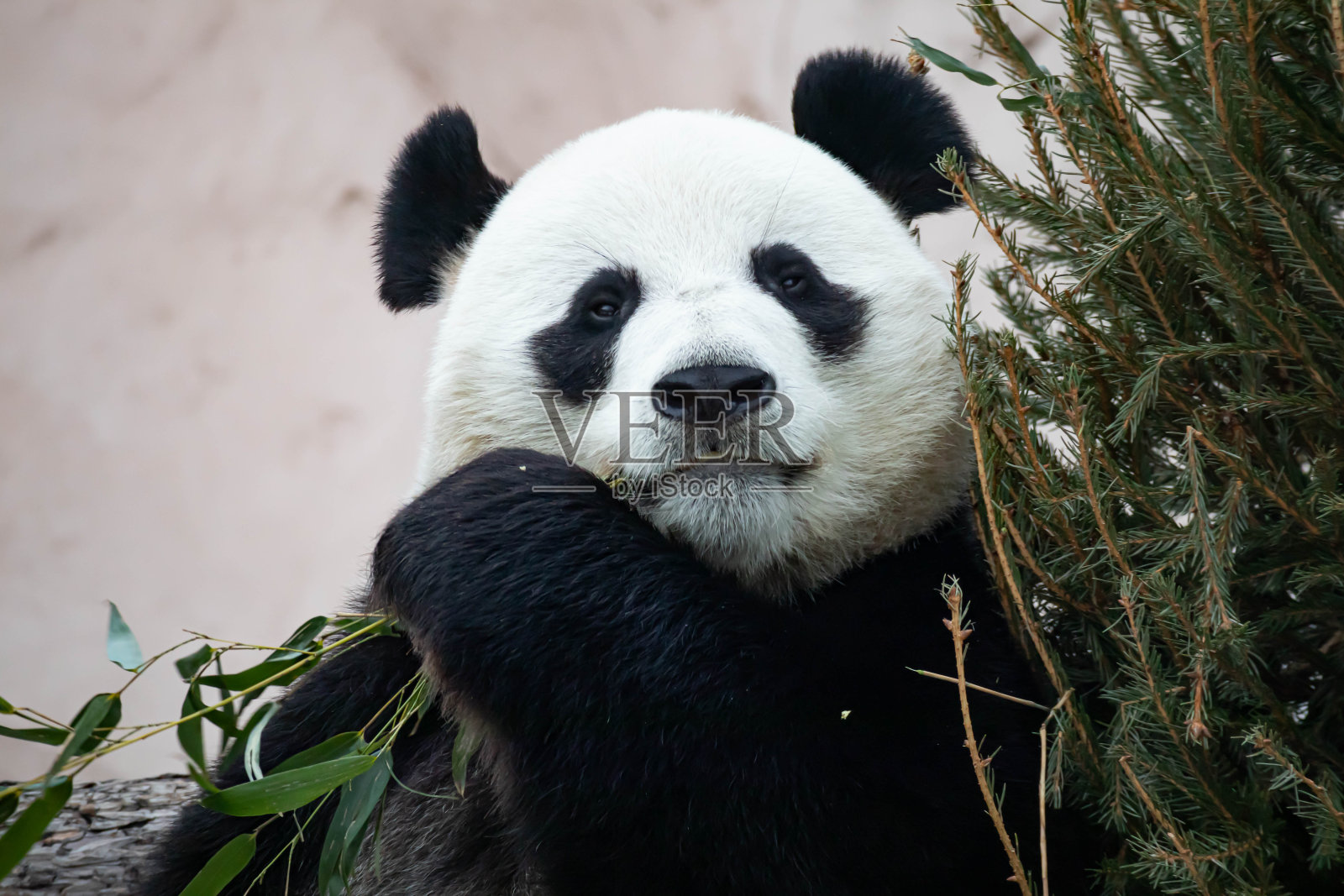一只巨大的黑白熊猫正在吃竹子。大型动物特写。照片摄影图片
