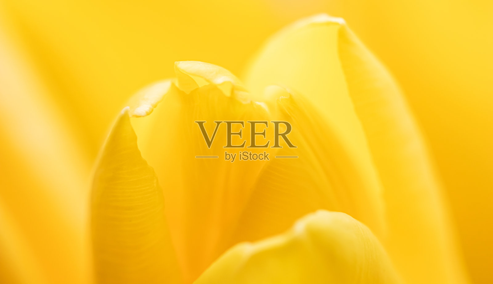 摘要花卉背景，黄色郁金香花。宏图花卉背景假日品牌设计照片摄影图片
